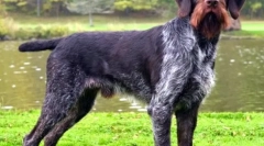 Drathaar (fénykép): külső, élelmiszer, ápolás és karakter